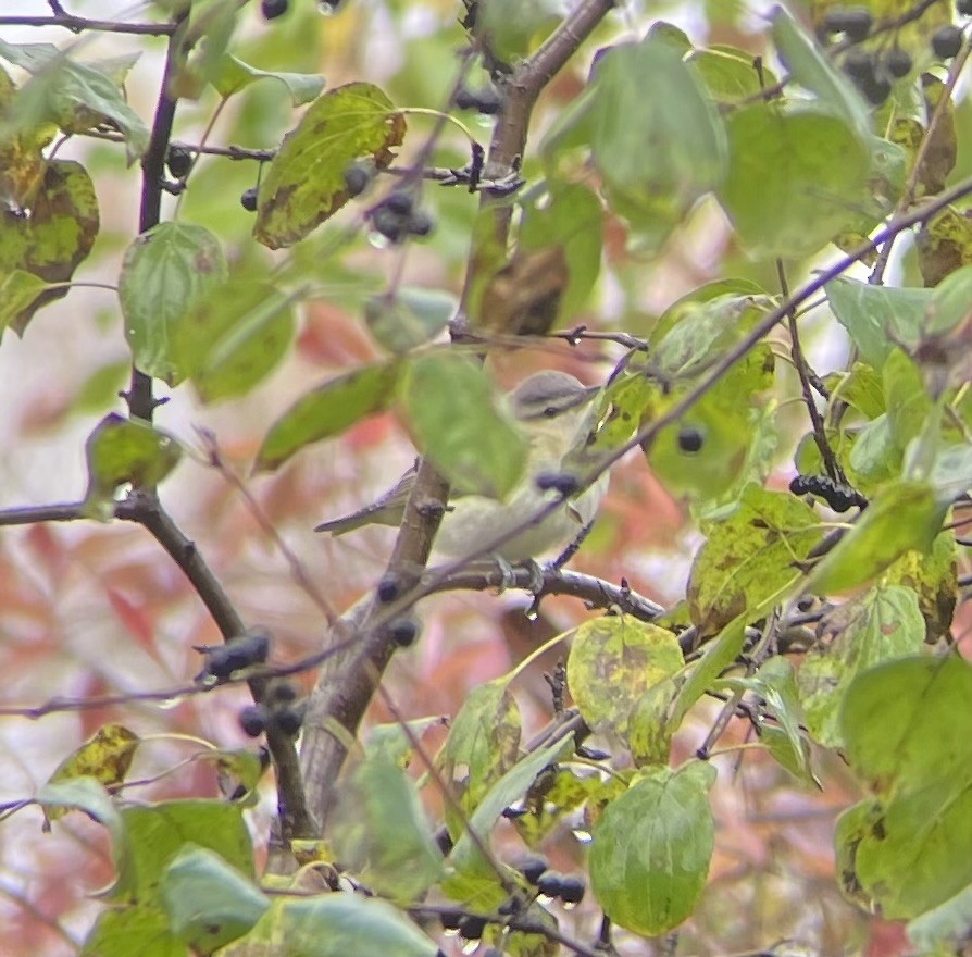 zelenáček červenooký - ML643944131