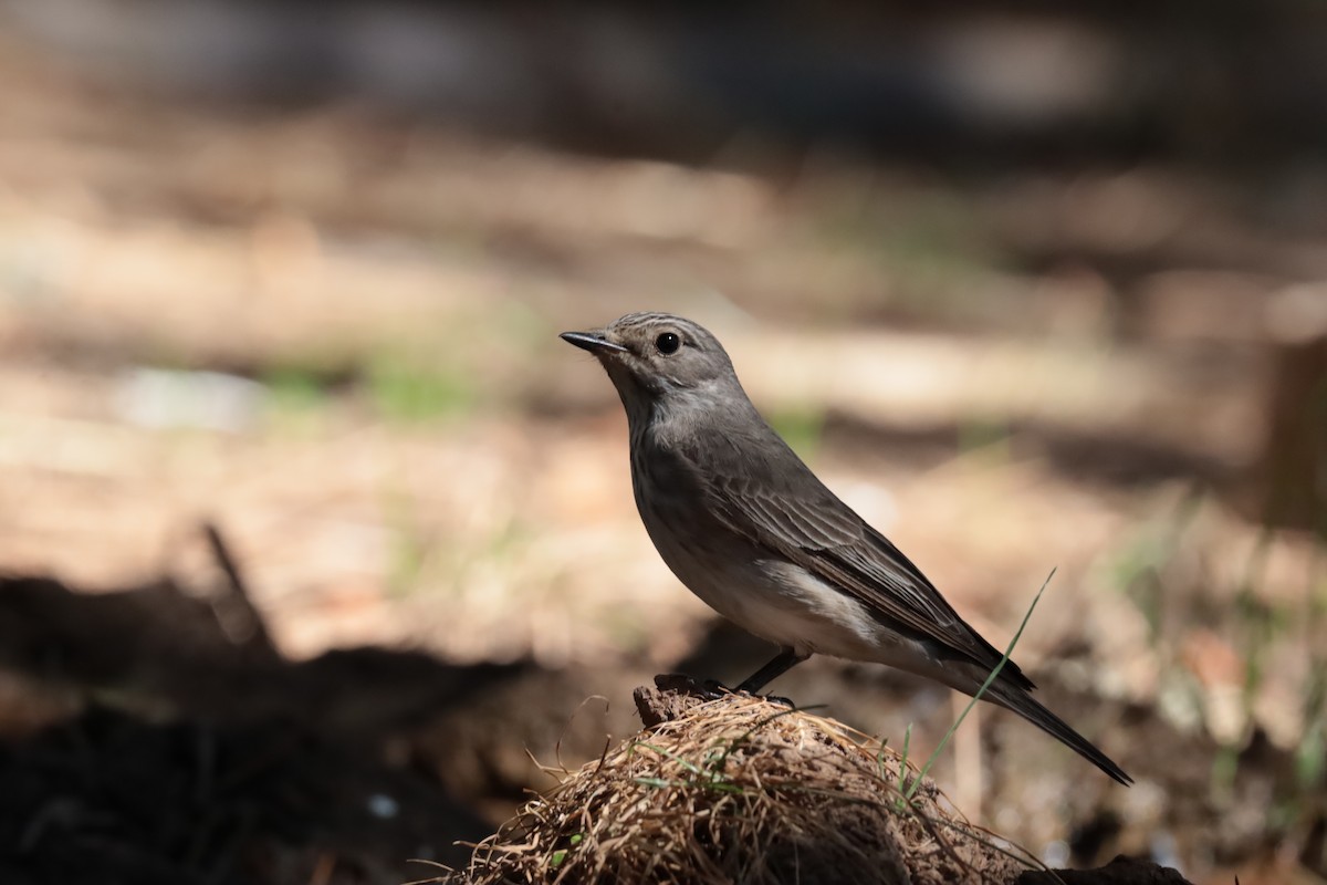 斑鶲 - ML643944132