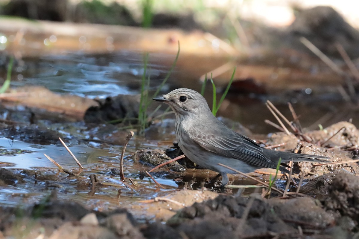 斑鶲 - ML643944133