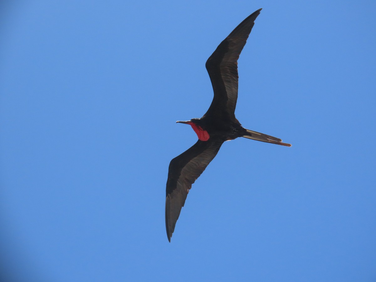Magnificent Frigatebird - ML643944136
