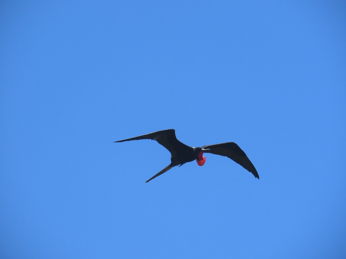 Magnificent Frigatebird - ML643944137
