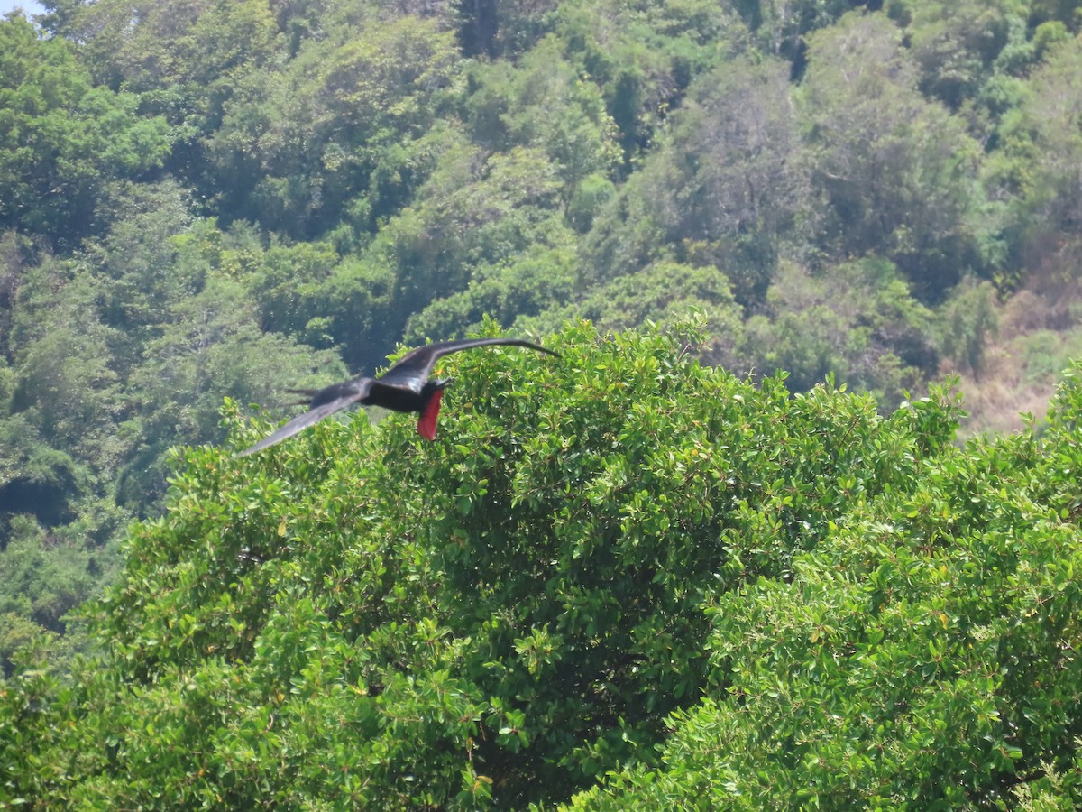 Magnificent Frigatebird - ML643944138