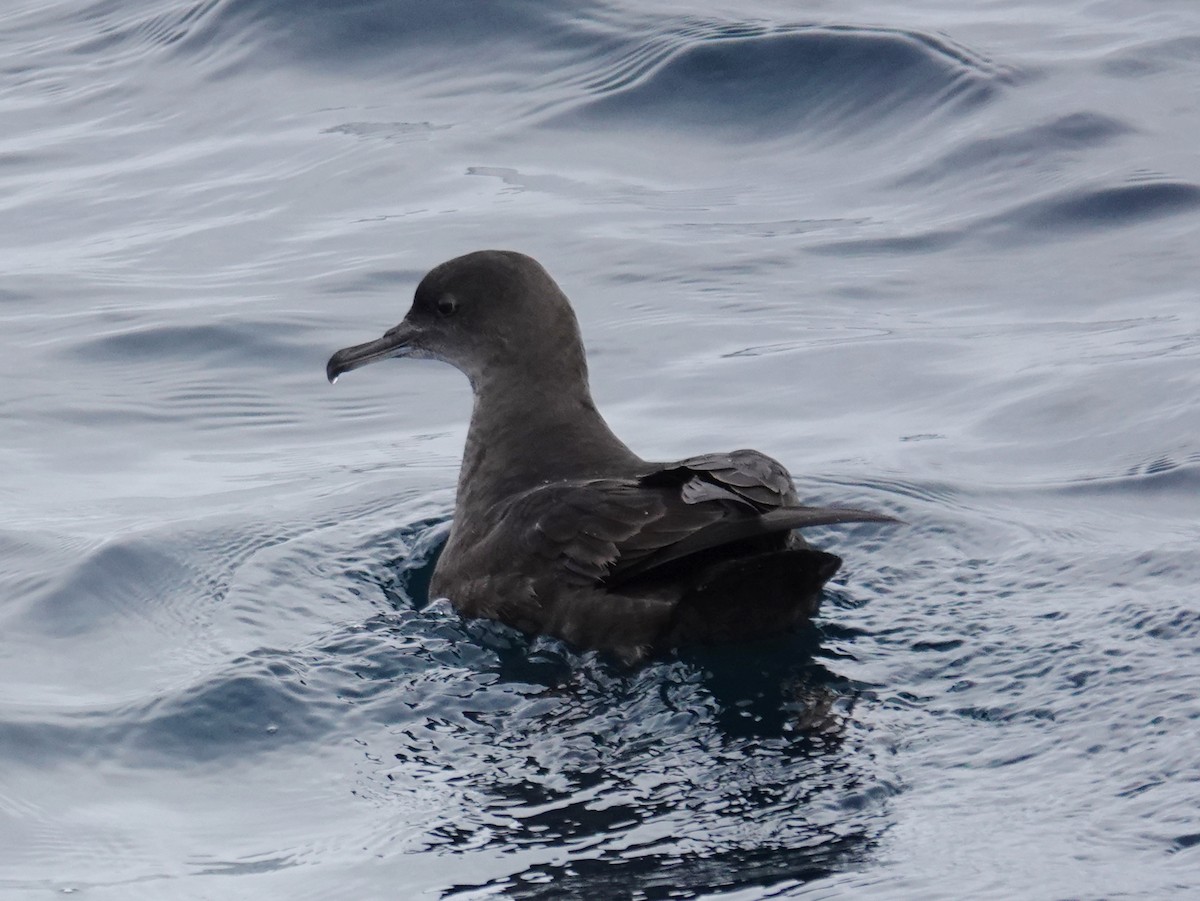 Sooty Shearwater - ML643944145