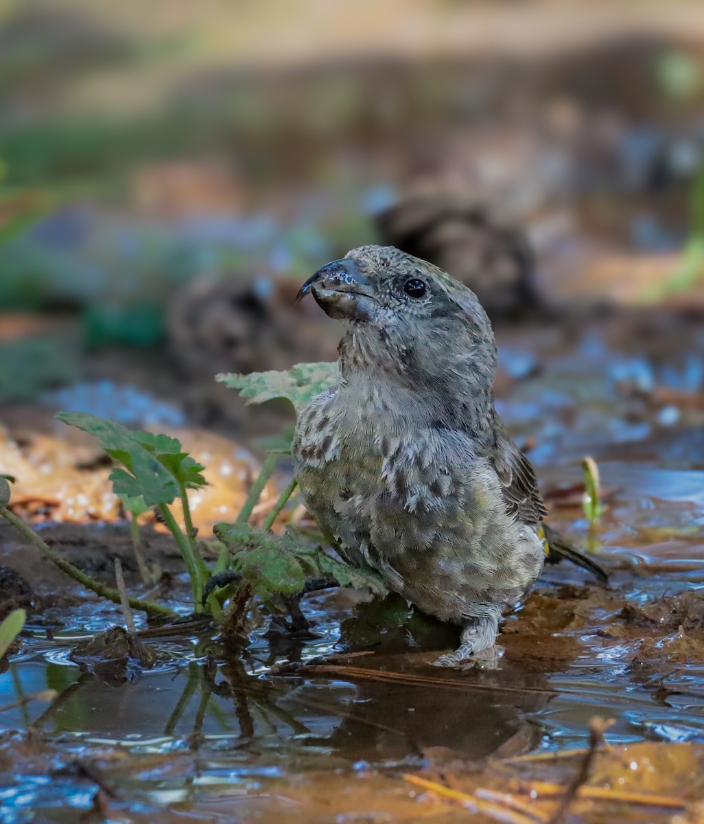 紅交嘴雀 - ML643944156