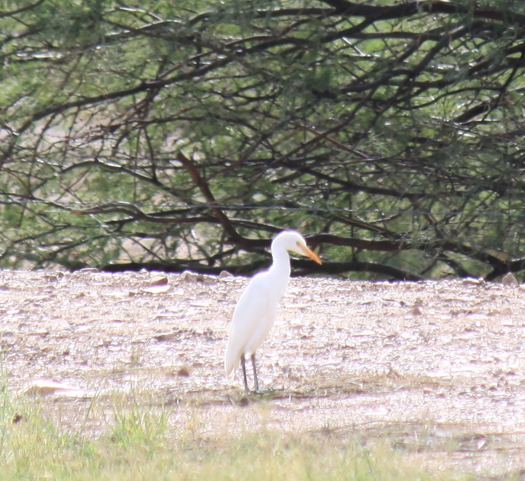 Western Cattle-Egret - ML643944159