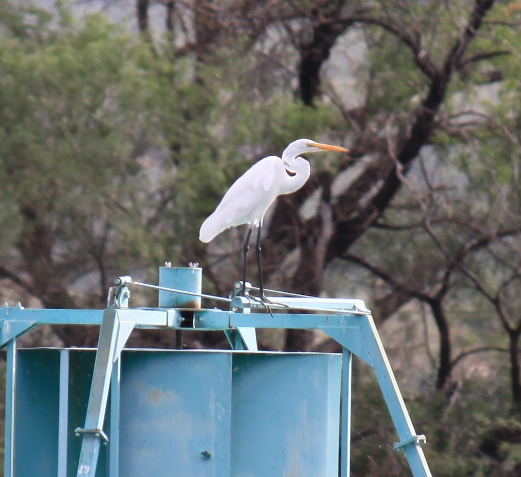 Great Egret - ML643944179