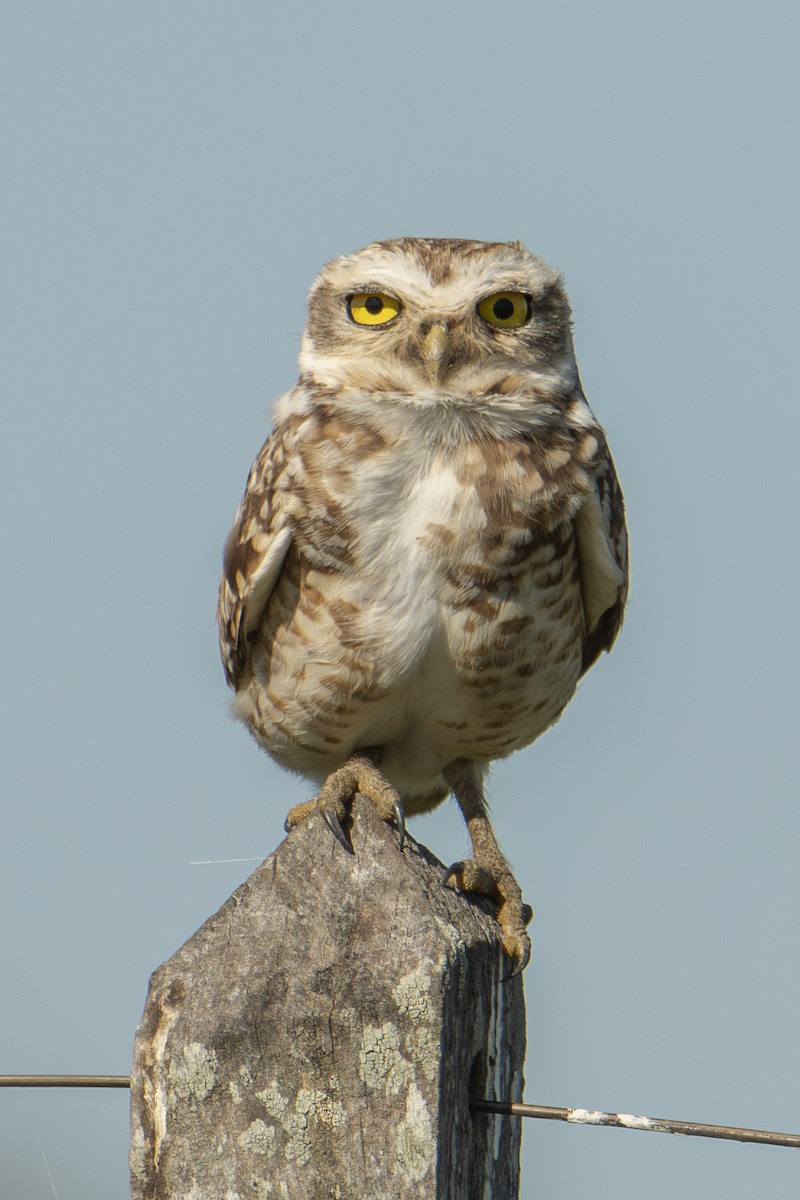 Burrowing Owl - ML643944182