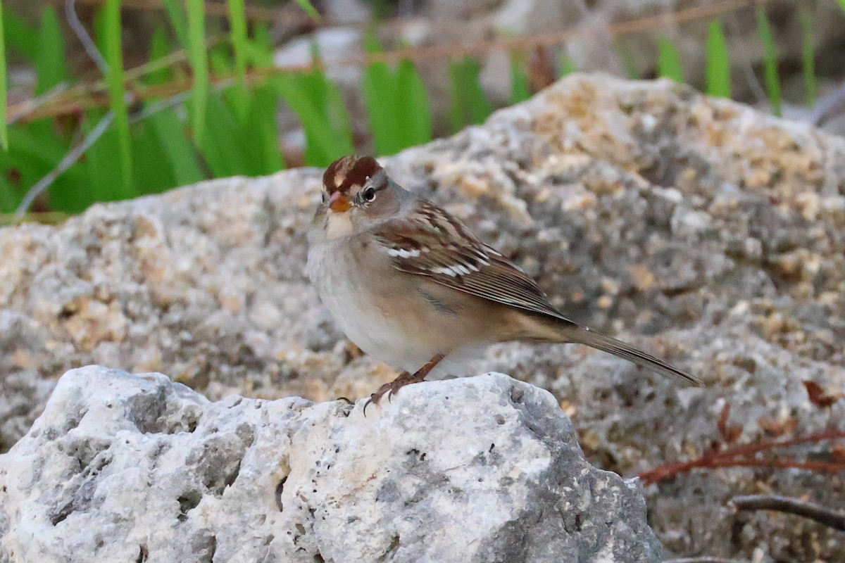 strnadec bělopásý - ML643944184