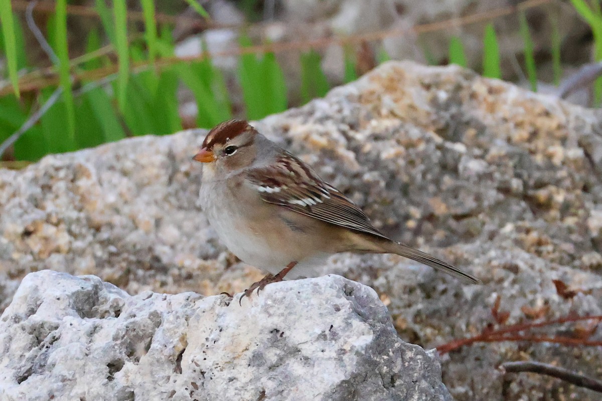 strnadec bělopásý - ML643944185