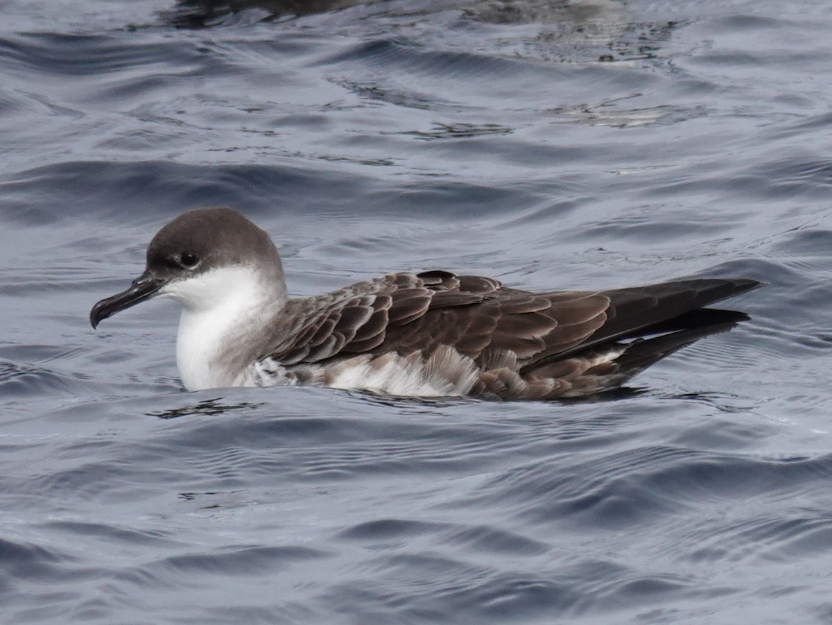 Great Shearwater - ML643944194