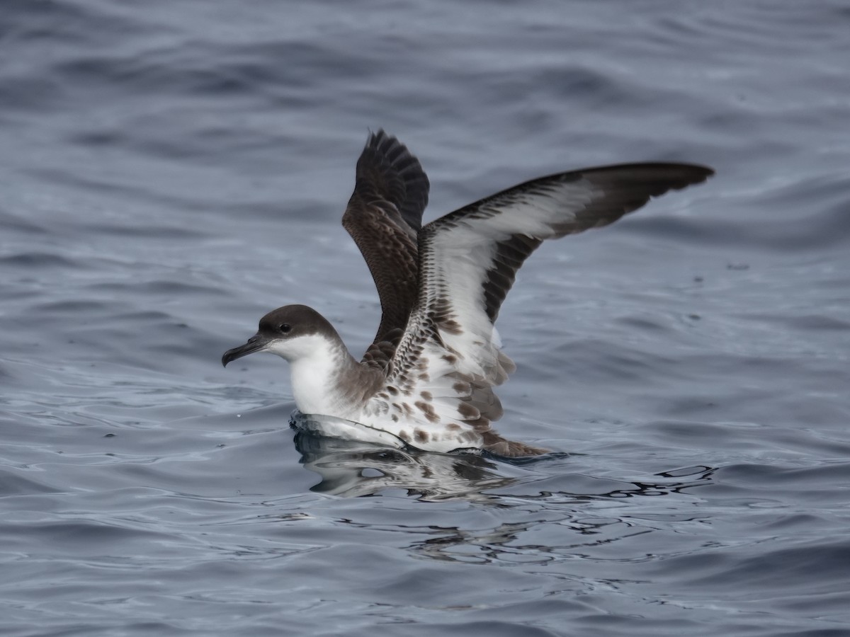 Great Shearwater - ML643944195