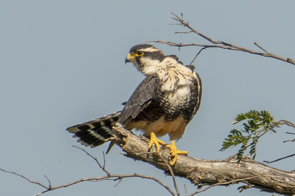 Aplomado Falcon - ML643944212