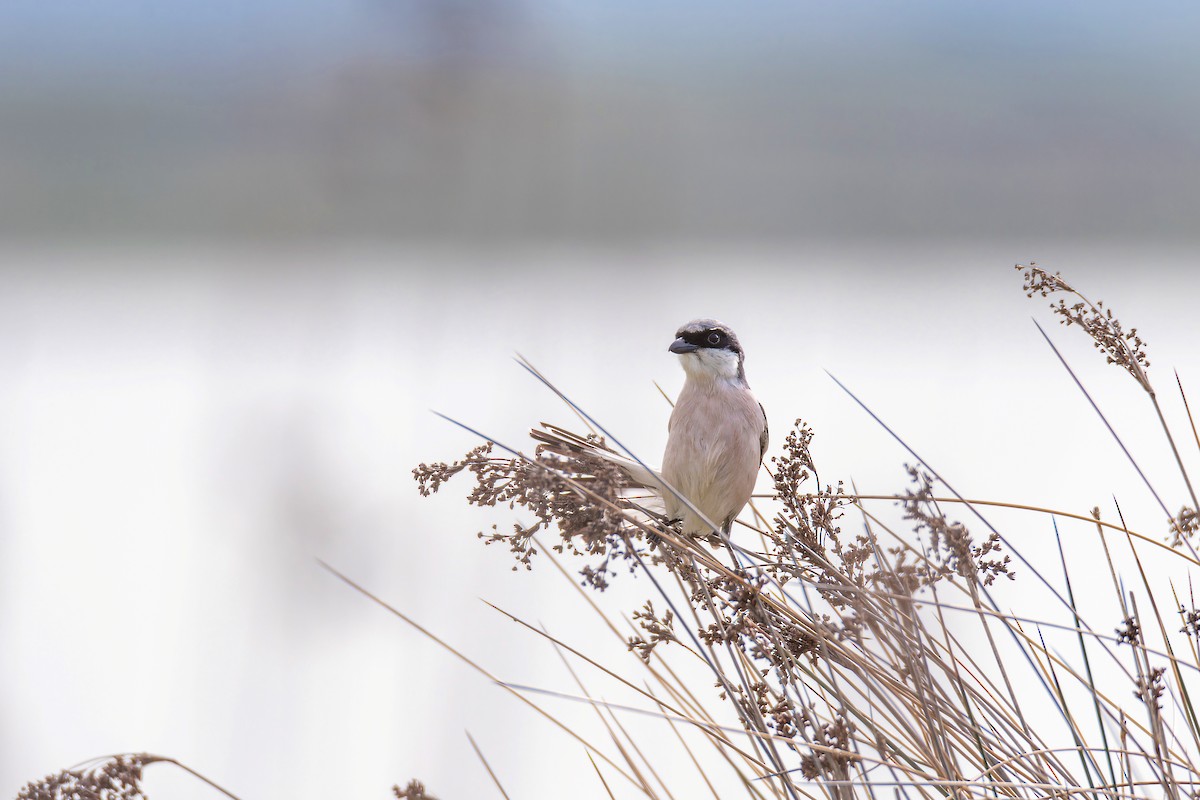 Lesser Gray Shrike - ML643944222