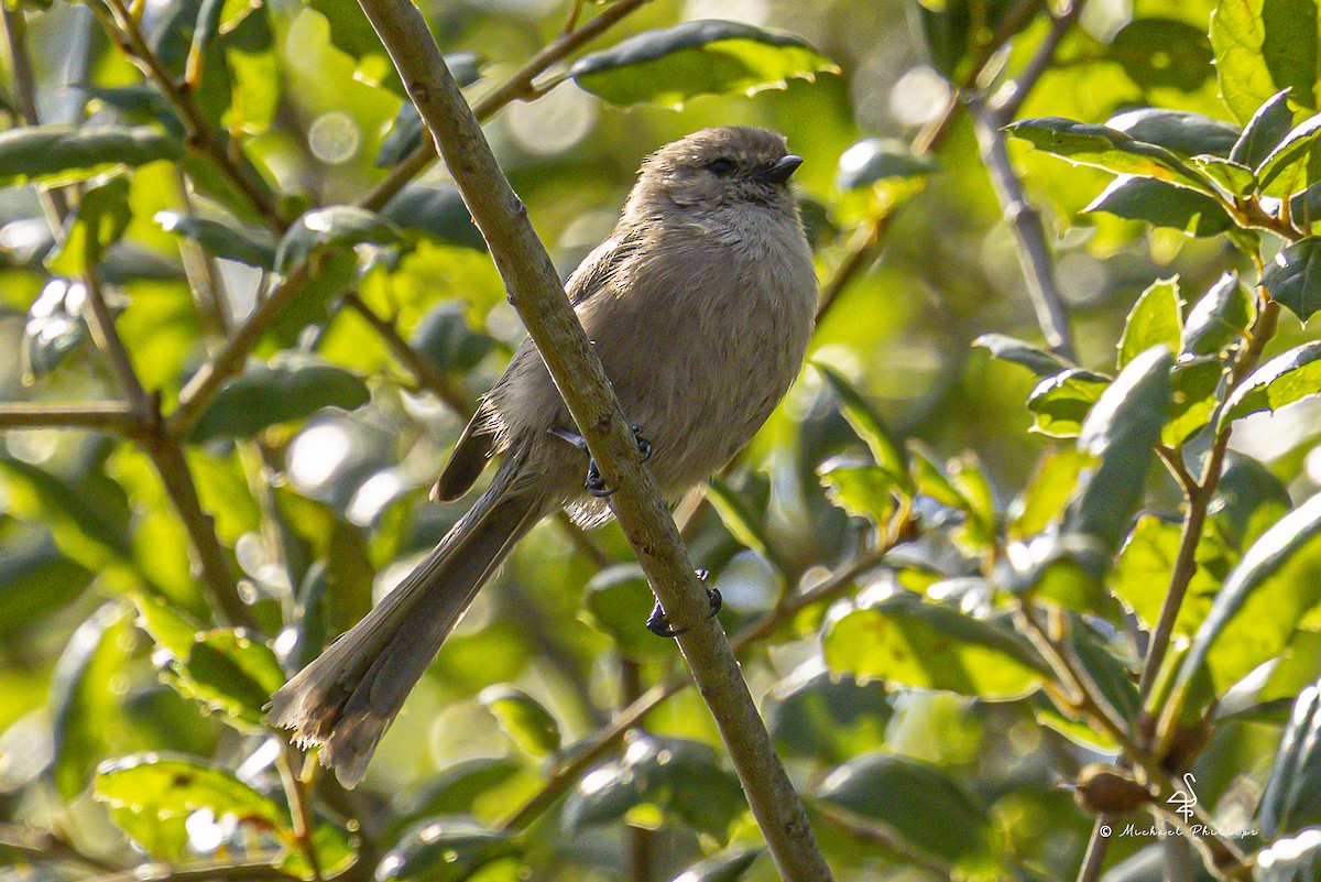 Bushtit - ML643944230