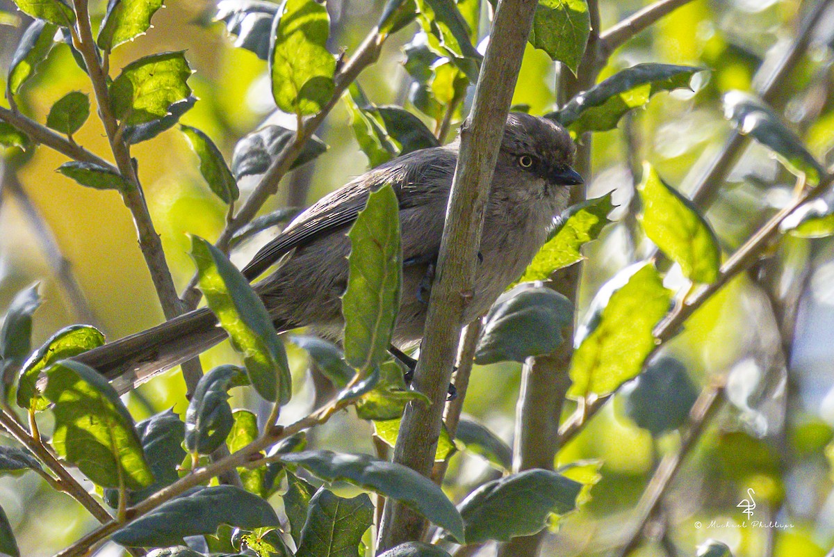 Bushtit - ML643944231