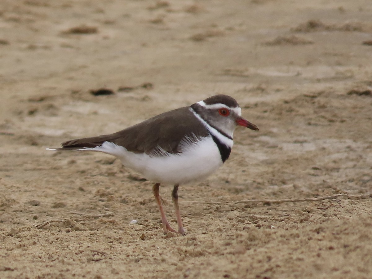 Three-banded Plover - ML643944238