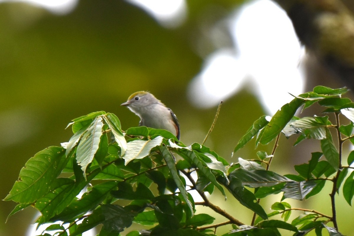 Chestnut-sided Warbler - ML643944241