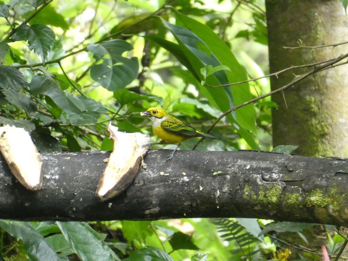 Silver-throated Tanager - ML643944245