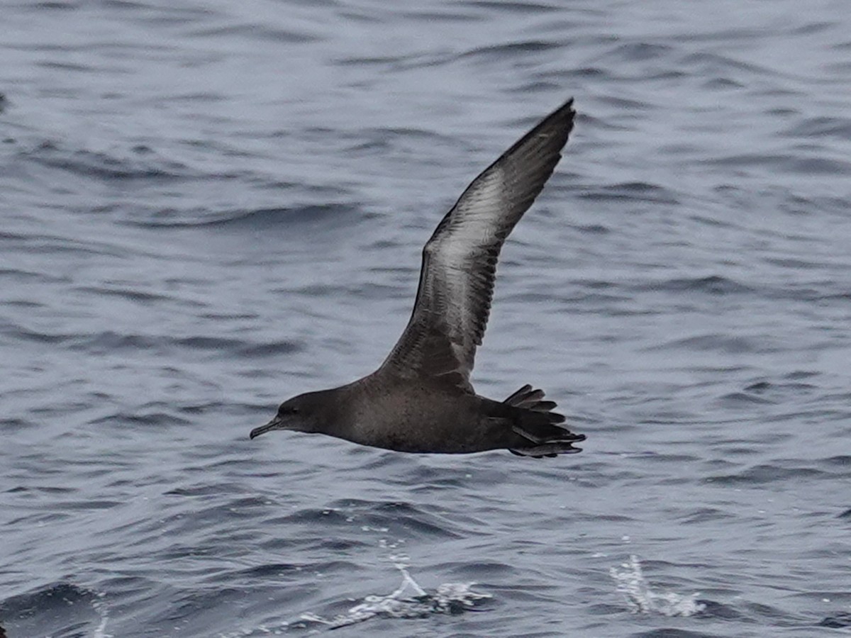 Sooty Shearwater - ML643944253