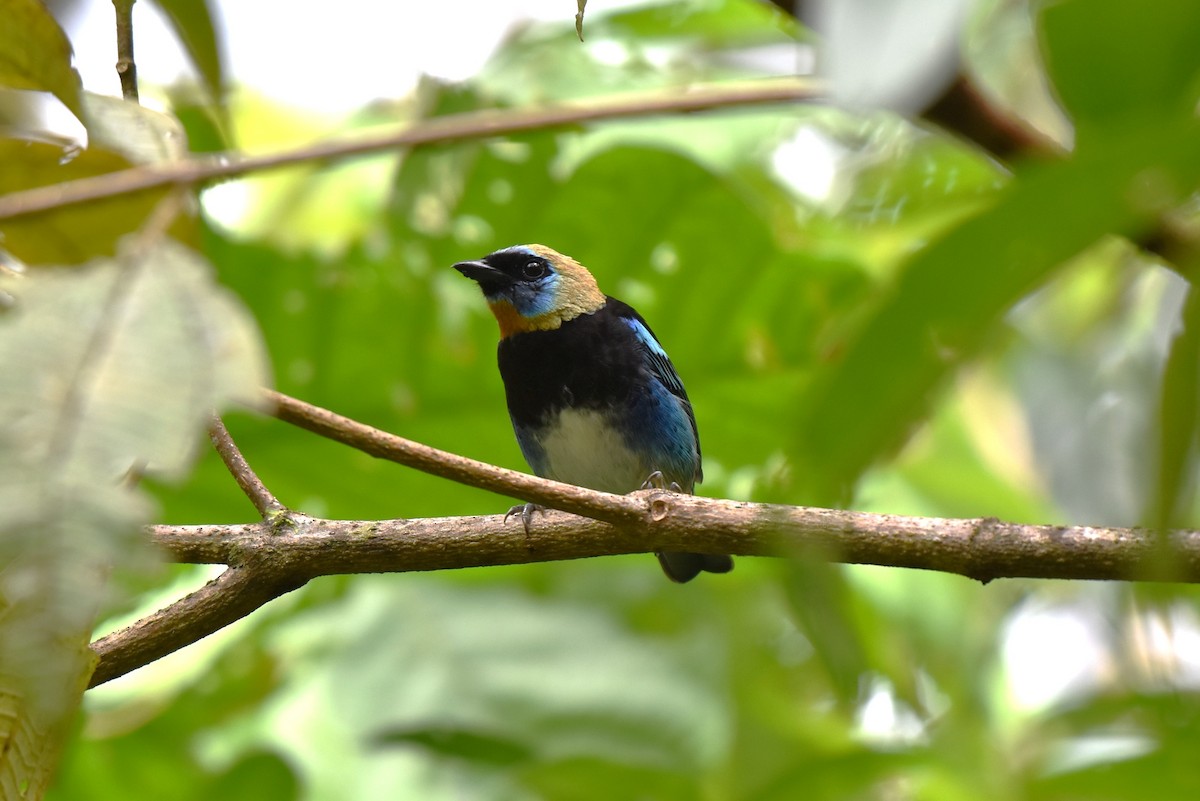 Golden-hooded Tanager - ML643944267