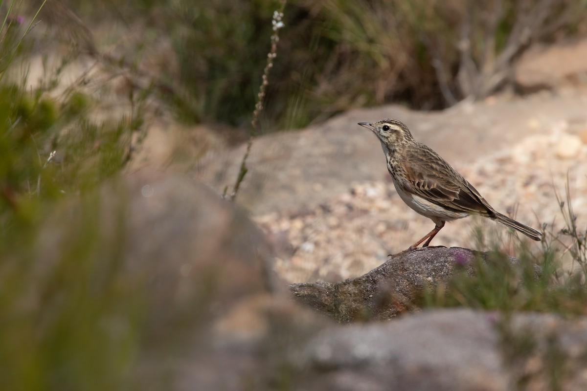 Australian Pipit - ML643944291