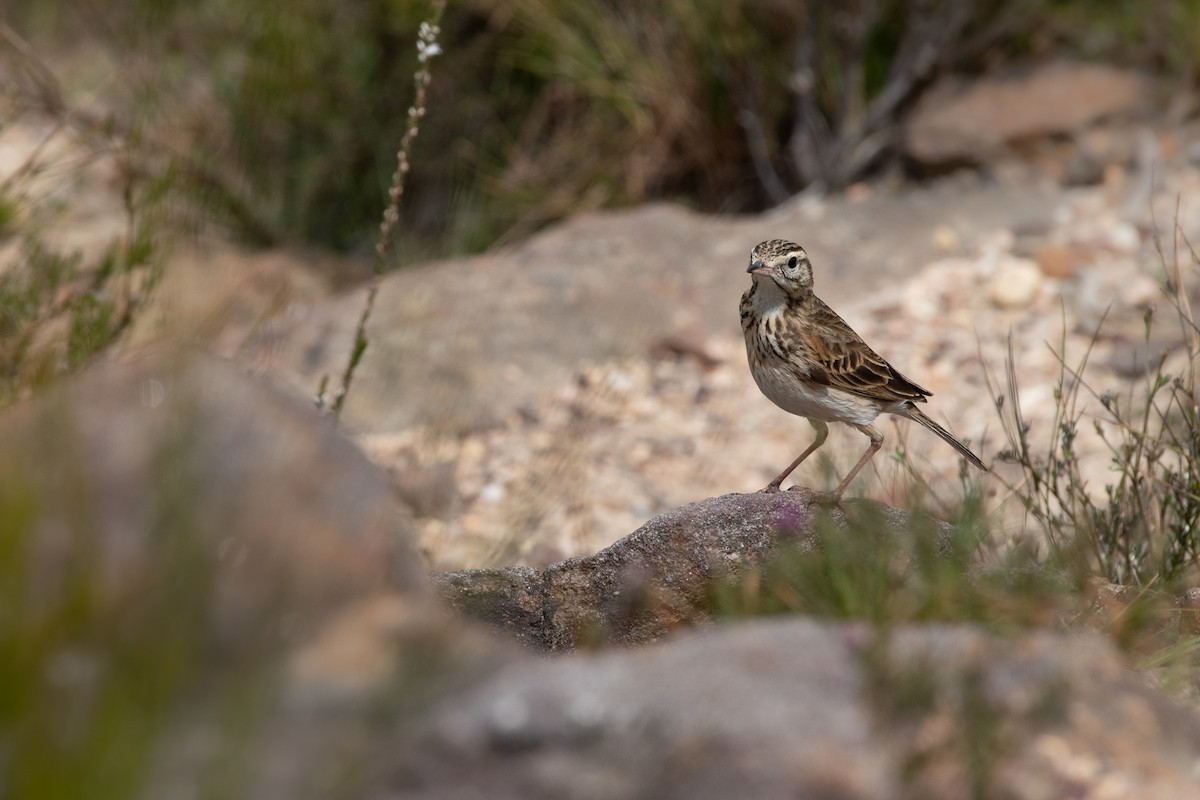 Australian Pipit - ML643944292