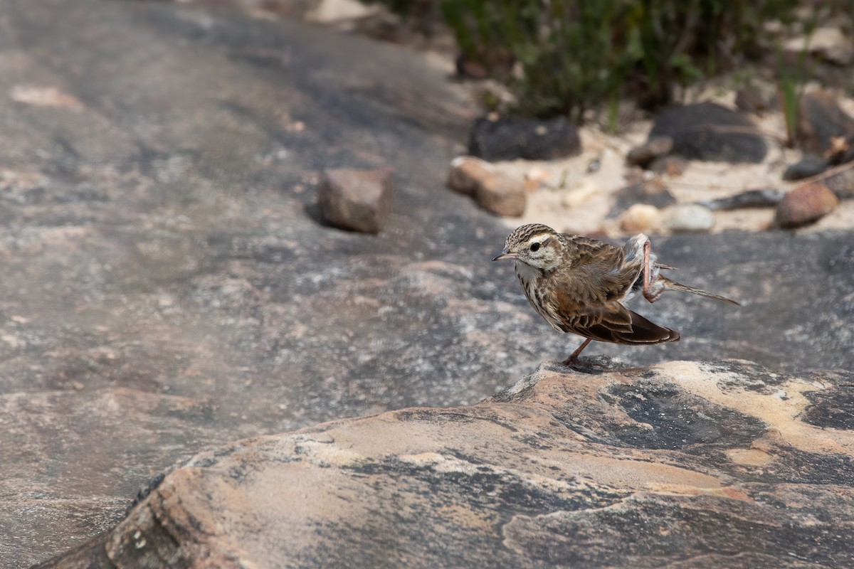 Australian Pipit - ML643944293