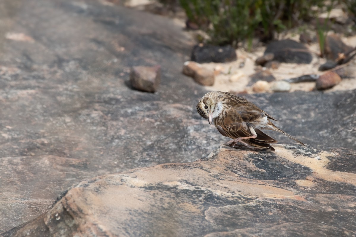 Australian Pipit - ML643944294