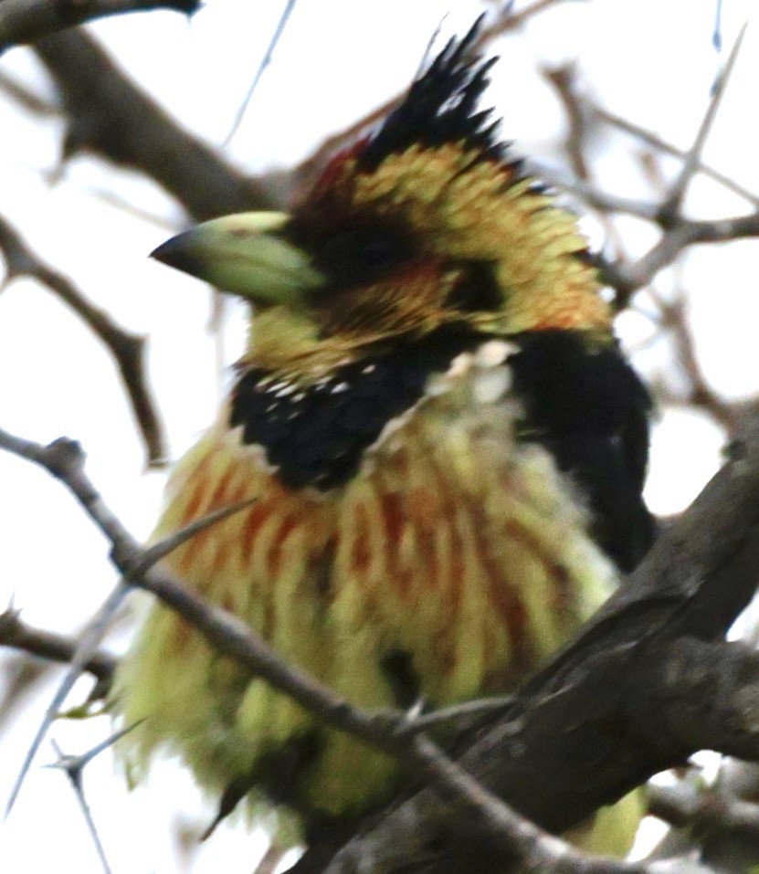 Crested Barbet - ML643944298