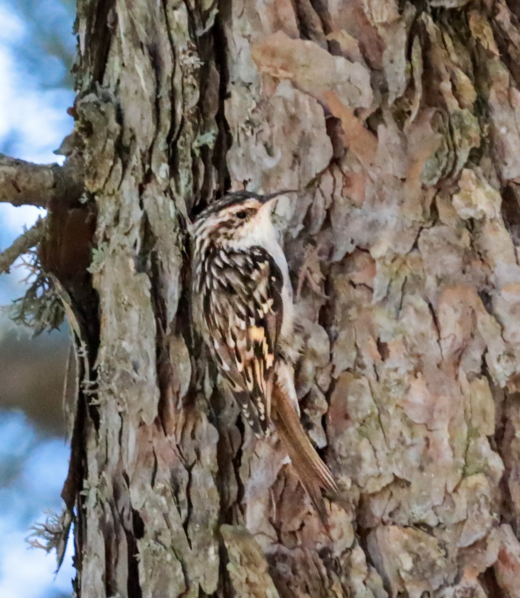 Short-toed Treecreeper - ML643944300