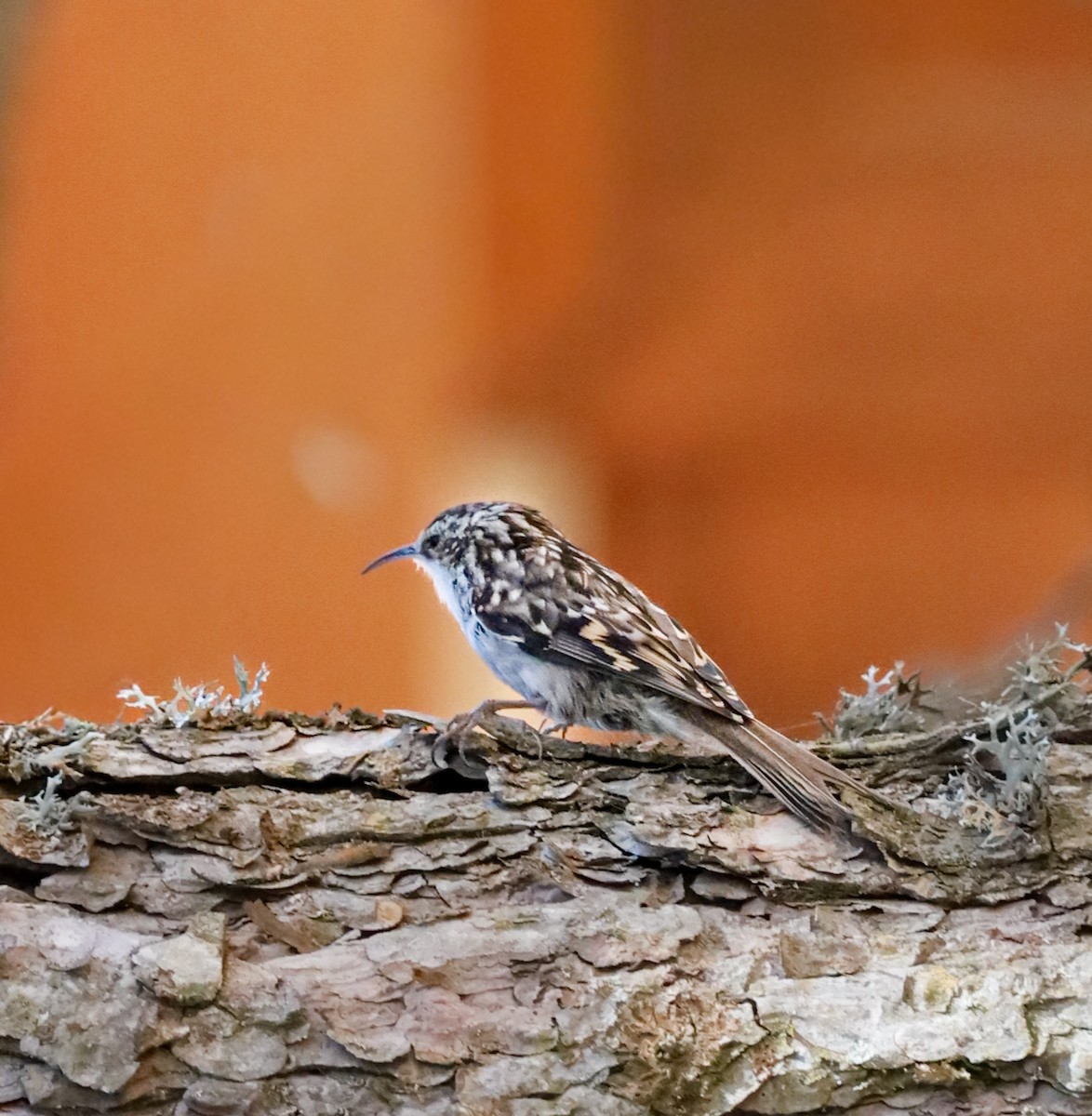 Short-toed Treecreeper - ML643944302