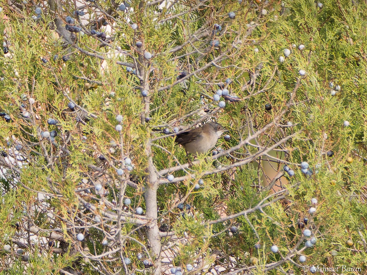 Sardinian Warbler - ML643944304