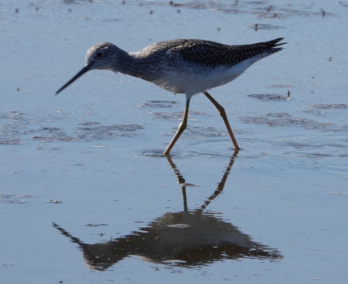 Greater Yellowlegs - ML643944313