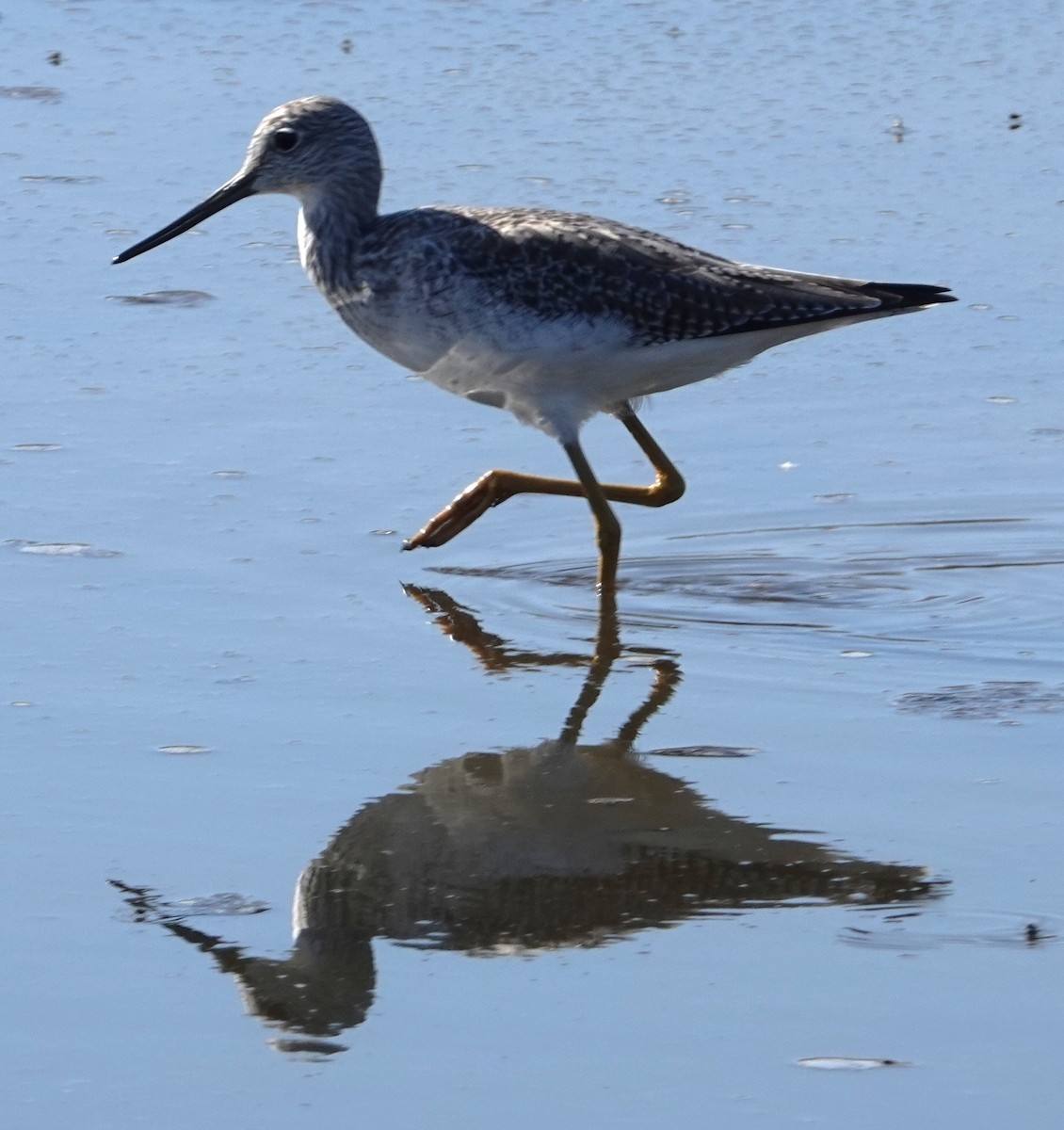 Greater Yellowlegs - ML643944314