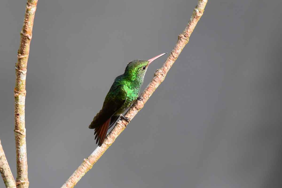 Rufous-tailed Hummingbird - ML643944333