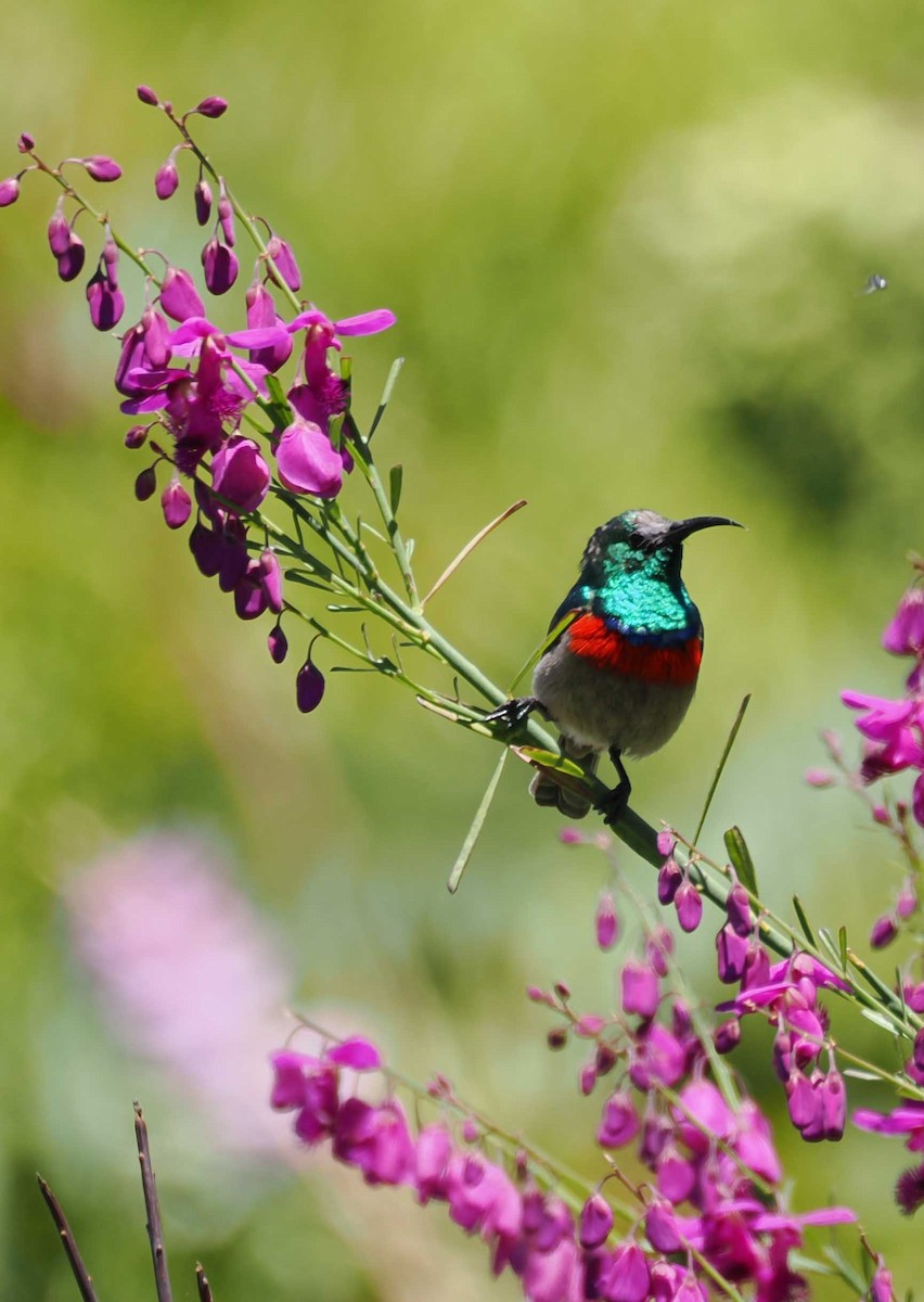 Southern Double-collared Sunbird - ML643944347