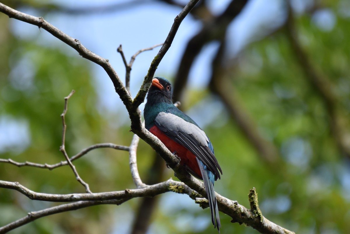 Slaty-tailed Trogon - ML643944349