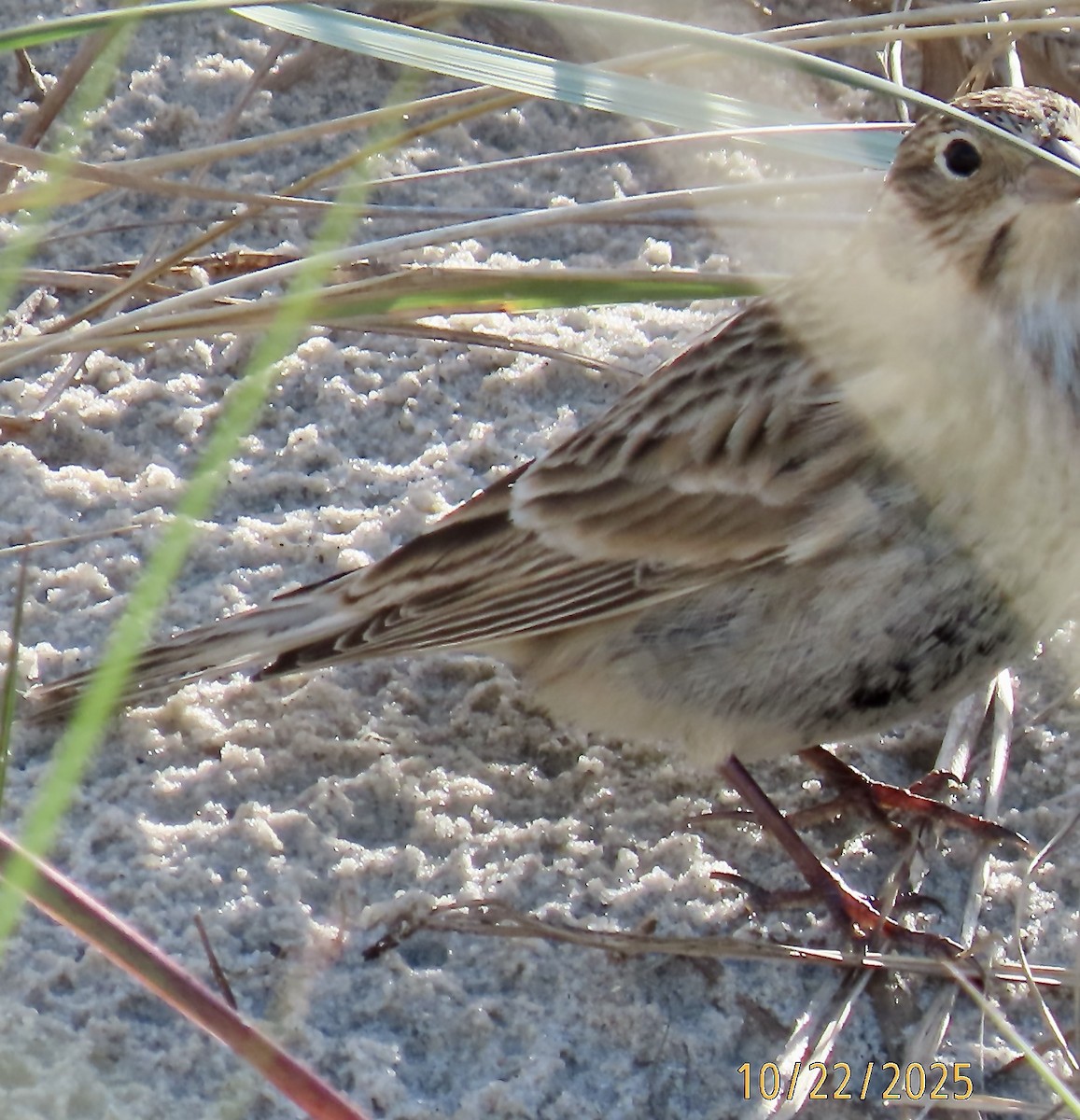 Chestnut-collared Longspur - ML643944352