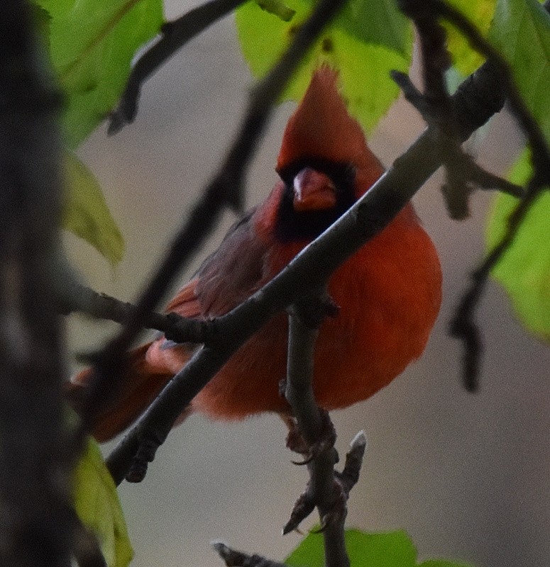 Northern Cardinal - ML643944353
