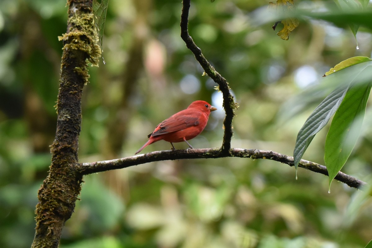 Summer Tanager - ML643944354