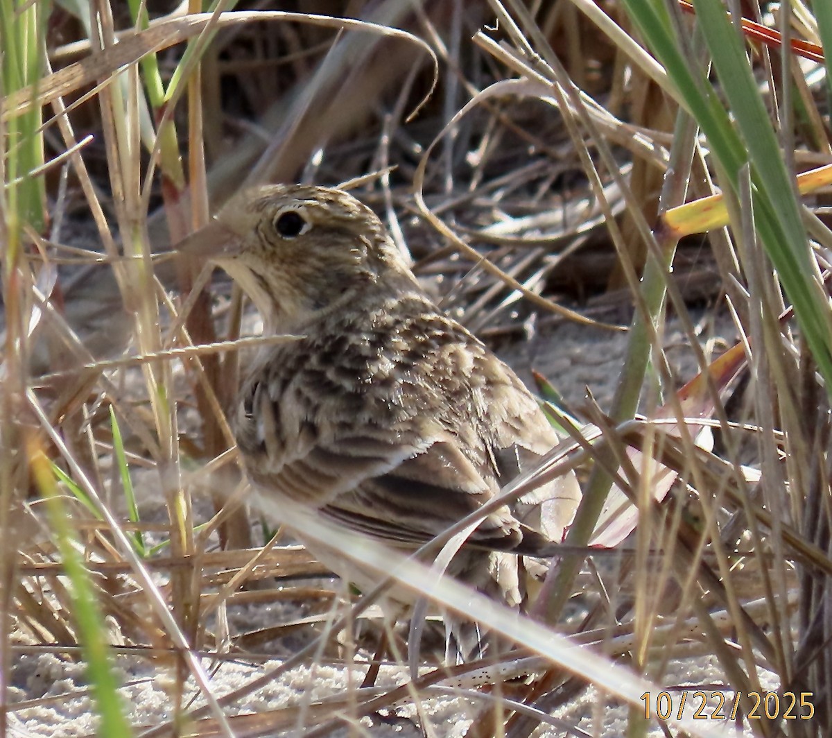 Chestnut-collared Longspur - ML643944356
