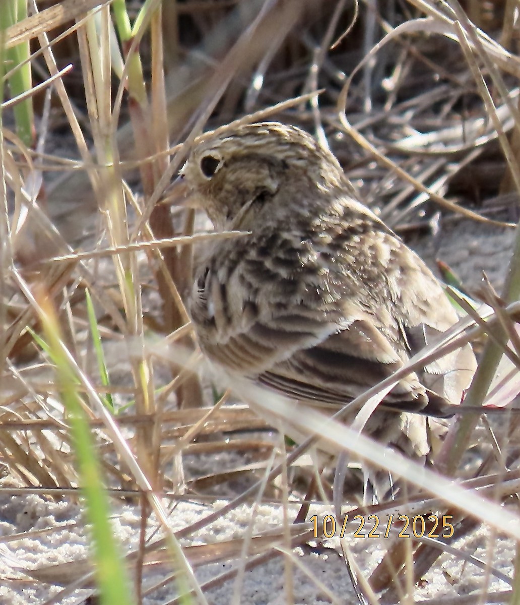 Chestnut-collared Longspur - ML643944358