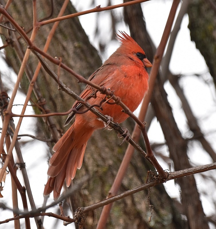 Northern Cardinal - ML643944361