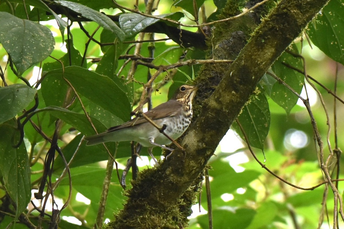 Swainson's Thrush - ML643944367