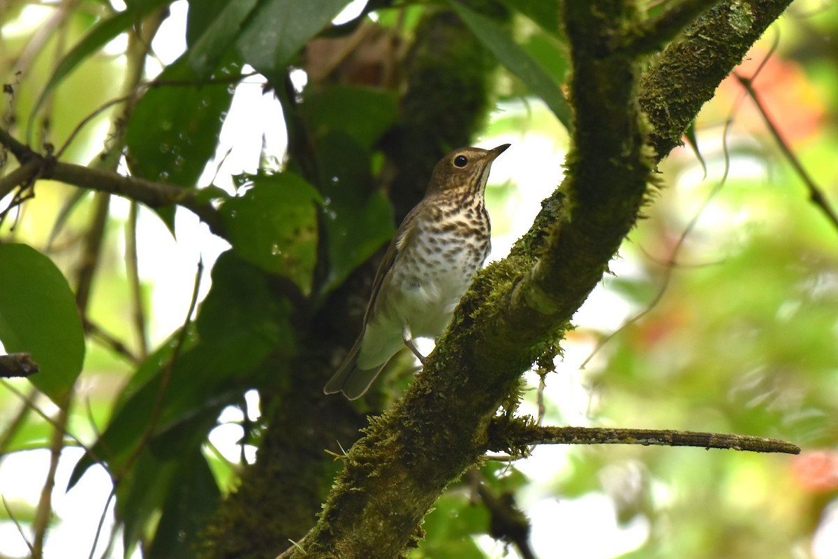 Swainson's Thrush - ML643944370