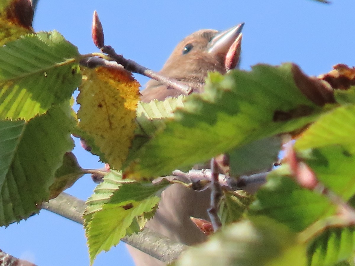Common Rosefinch - ML643944381