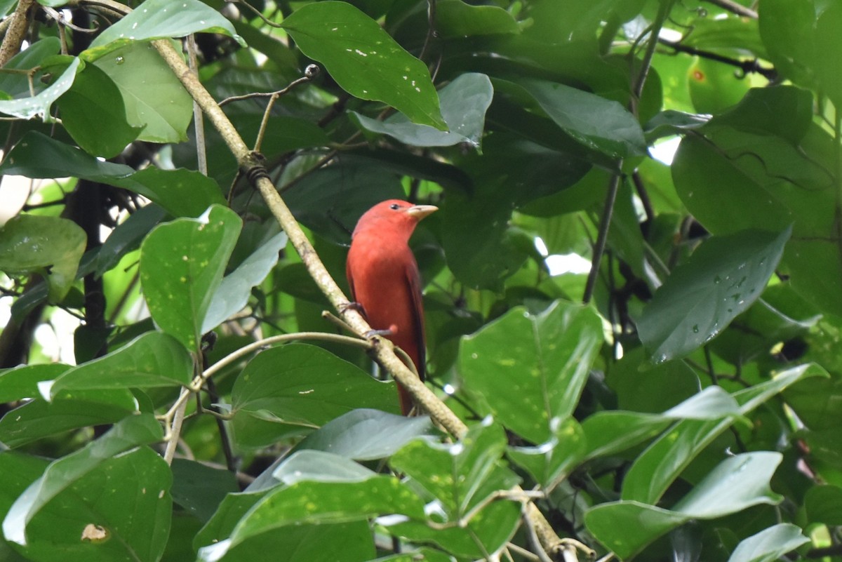 Summer Tanager - ML643944383