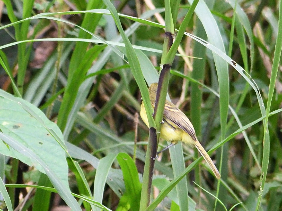 Yellow Tyrannulet - ML643944388