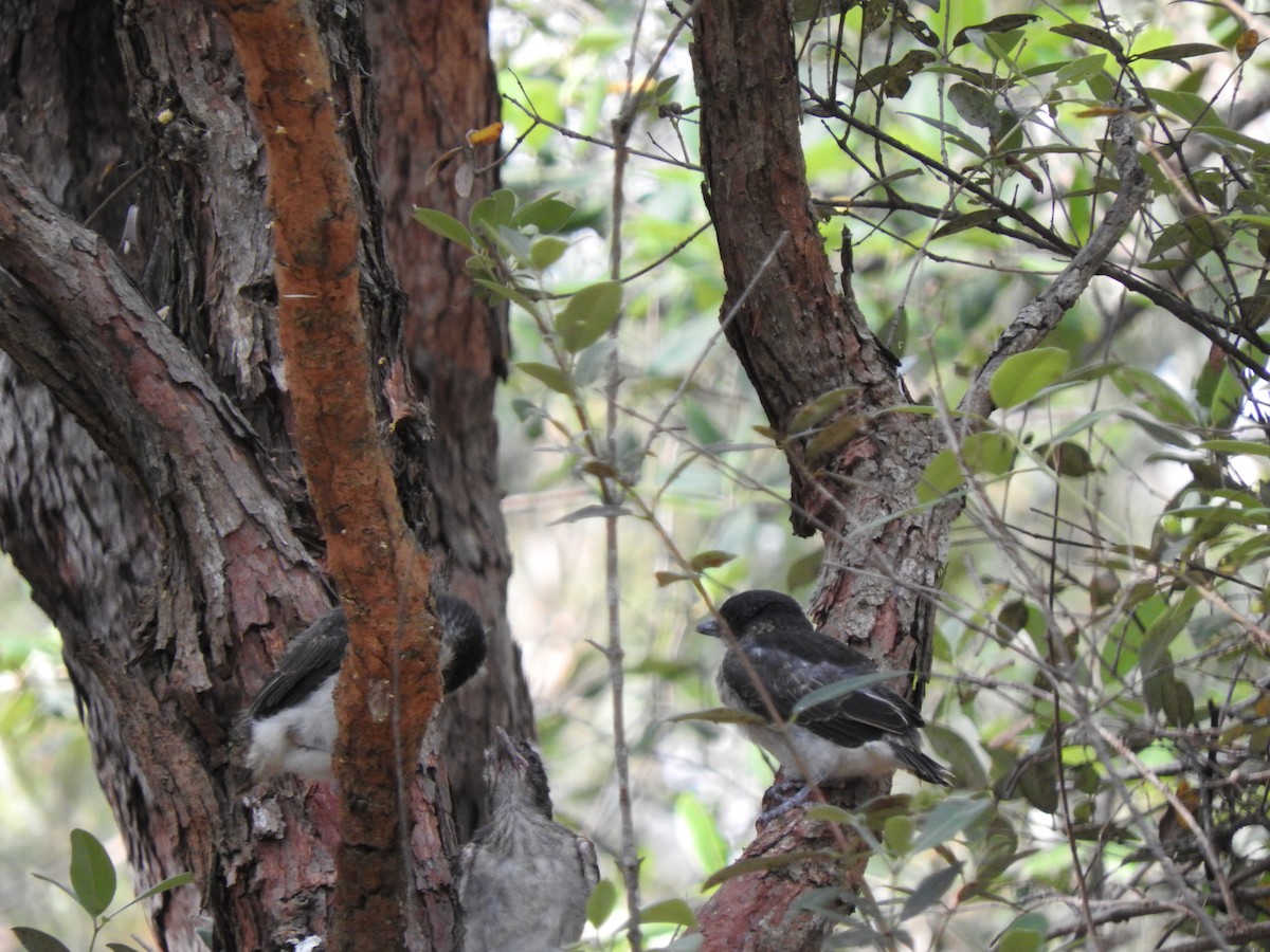 Gray Butcherbird - ML643944390