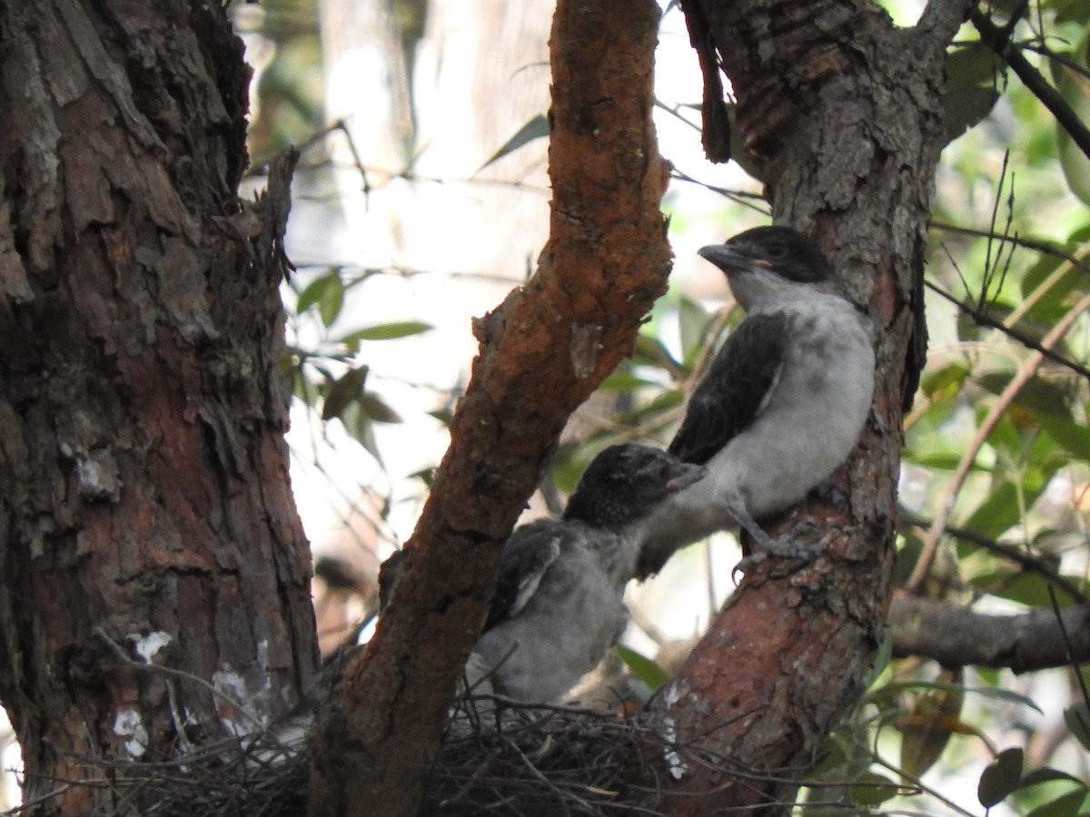 Gray Butcherbird - ML643944406